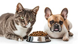Fototapeta Koty - cat and dog sitting in front of bowls with food isolated on white background