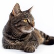 A contemplative tabby cat lying down and looking away thoughtfully against a white background.