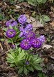 Blooming primrose small-toothed lilac in early spring