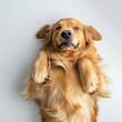 A happy golden retriever lying on its back on a white background looking playful and relaxed.