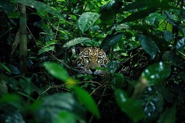 Canvas Print - a jaguar is sitting in some thick green plants in the jungle