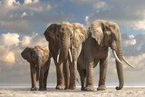 Fototapeta  - A family of African elephants in one shot