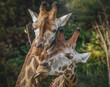 Zwei Giraffen fressen an einem Zweig