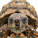 Fototapeta Panele - Direct frontal view of a tortoise with detailed shell patterns and focused eyes.