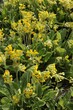 Yellow flowers of primrose - primula plant at spring