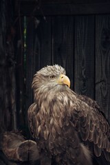 Wall Mural - Portrait of a White-tailed eagle with black wooden background