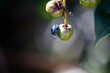 Macro of a hibiscus harlequin bug on fruit