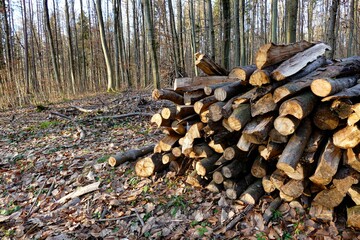 Pile of firewood in the forest beneath tree crowns on autumn, deciduous trees background