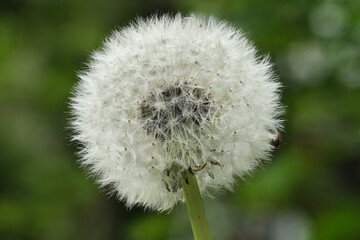 Pusteblume, Speckblume, Löwenzahn, Garten, natur, Wegrand, Blume, blühen, Bio, Nahrung, Vegetarisch