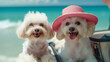Two cute small white dog with straw hat lying on beach and enjoying summer vacation. Generative AI