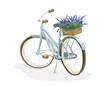 Retro bicycle with a basket of flowers on the trunk. Postcard with lavender flowers, congratulations on the summer holidays.