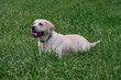 Young blond labrador retriever lies in the damp grass, with copyspace