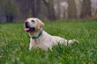 Young blond labrador retriever lies in the damp grass while it is raining, with copyspace above