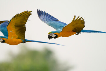 blue and yellow macaw free flying on the sky
