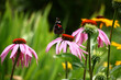 In a garden on a large flower of a echinacea motley beautiful butterfly sit.
