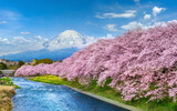 Fototapeta Miasta - Fuji mountains and cherry blossoms in spring, Japan.