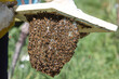 Beekeeping - The beekeeper with the honeycomb full of honey and bees