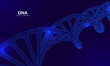 Wireframe dna structure. 3D digital scientific genetic model. Vector illustration.