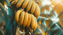 Banana Bunch Hanging On A Banana Palm Tree