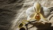 A single mesmerizing orchid placed on a textured linen canvas, minimalist design. 