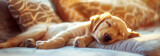 Fototapeta  - Cute sleeping puppy with copy space