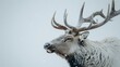   A detailed shot of a deer with an abundant rack of antlers and an open mouth