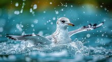   A Seagull Wades In The Water, Wings Spread Out, Head Above The Surface