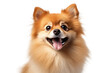 Joyful Brown Dog Exuberantly Panting. On White or PNG Transparent Background.