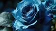 Blue rose close-up. AI generative.