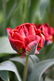 Fototapeta  - Tulipany