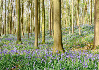 Sticker - Beautiful view of the Hallerbos