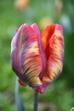 Fototapeta Lawenda - Tulipany