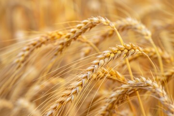 Poster - Close up view of wheat in a field, suitable for agricultural concepts