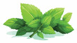 Mint leaf vector illustration. Drawing of mint leaf