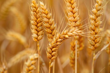 Poster - A close up of a bunch of ripe wheat, suitable for agricultural concepts