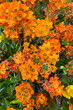 fiore di ornitogallo arancione, orange flower 