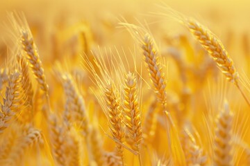 Poster - Close-up of wheat in a field, ideal for agricultural concepts