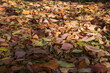 秋の枯葉の風景