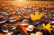  Colorful leafy trees. Fallen Leaves. Gorgeous autumn image. sunlight