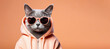 Hipster grey cat in glasses and sweatshirt of delicate peach color on the background of delicate peach color