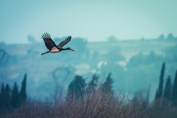 Un Cigogne noire vole au dessus d'un étang