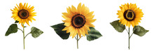 Set Of Sunflower Flowers Isolated On A Transparent Background. PNG.