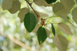 Hojas de chopo o alamo blanco (populus alba) proporcionando sombra durante la primavera y verano, España