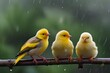 natural panoramic photo with little funny birds and Chicks sitting on a branch in summer garden in the rain Generative AI