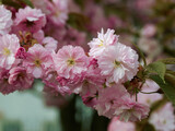 Fototapeta Storczyk - bouquet of JAPANESE CHERRY flowers on a branch in the natural environment, white and pink flowers