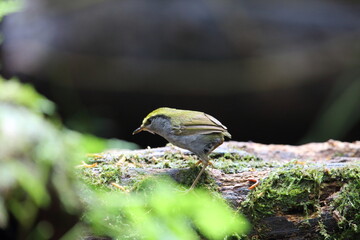 Wall Mural - Grey-bellied tesia (Tesia cyaniventer) in Dalat, Vietnam