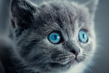 Wall Mural - A kitten with blue eyes is staring at the camera. The image has a calm and peaceful mood, as the kitten appears to be content and relaxed