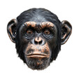 Extreme front view of realistic chimpanzee head which is mounted on a wall isolated on a white transparent background