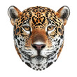 Extreme front view of realistic jaguar head which is mounted on a wall isolated on a white transparent background