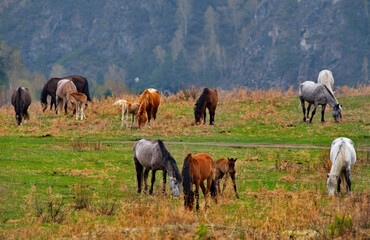 Wall Mural - Russia. South of Western Siberia, the Altai Mountains. A small herd of horses graze peacefully in a spring pasture against the background of overgrown mountains.